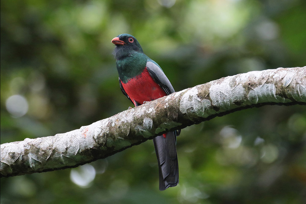 Slaty-Tailed Trogon